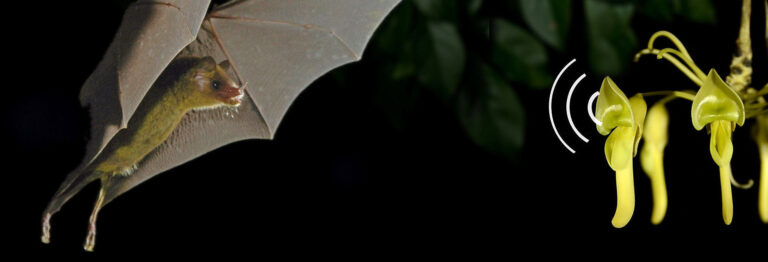 Forschungsteam entwickelt effiziente Roboternavigation inspiriert von Fledermauspflanzen