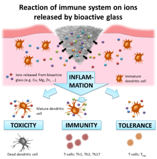 Zum Artikel "Wie beeinflusst bioaktives Glas Immunzellen? – Studie des Lehrstuhls für Biomaterialien"