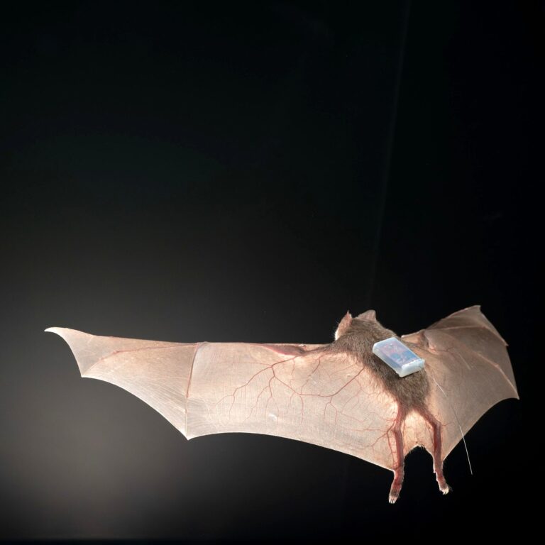 Mit Rucksäcken und Biosonar