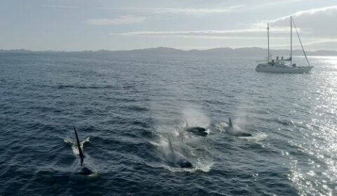Zum Artikel "ZDF / Terra X-Doku über Forschungsprojekt „Die Sprache der Wale“"