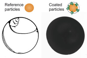 Eine Flüssigkeit, die Partikel enthält zeigt das charakteristische Trocknungsbild eines Kaffeerings (links). Wird die Oberfläche der Partikel mit grenzflächenaktiven Polymeren funktionalisiert, trocknet die Dispersion dagegen in einem homogenen Film (rechts).