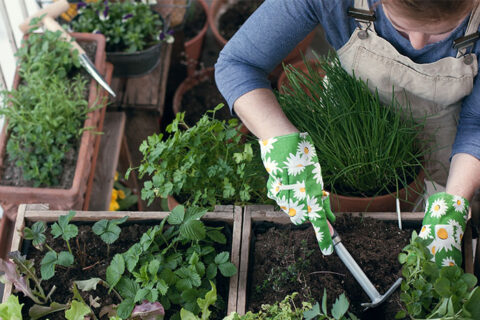 Eine Person mit Handschuhen hackt mit einer Gartenhacke in der Erde.