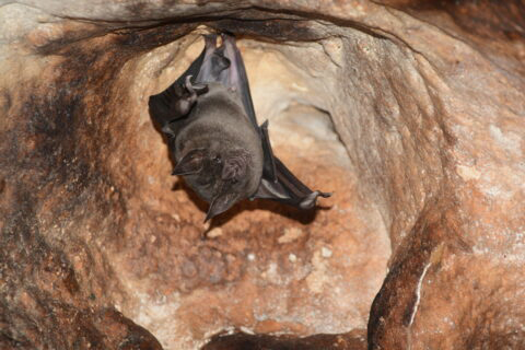 Eine Fledermaus hängt kopfüber in einer Höhle.