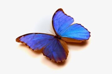 blauer Schmetterling